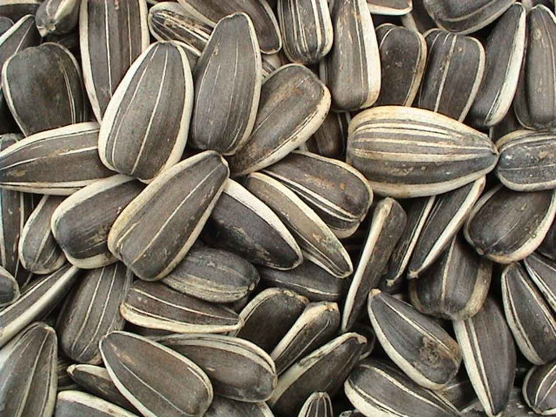 SUNFLOWER SEEDS ROASTED UNSALTED 20 LB
